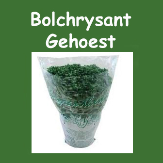 Bolchrysant gehoest
