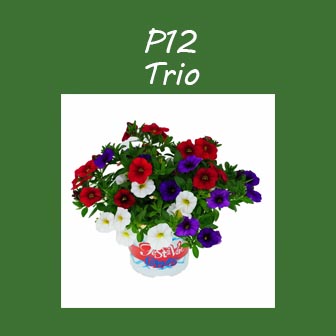 Voorjaar P12 Trio