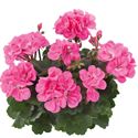 Bild von Geranium Staand P12 Dolce Vita Anne