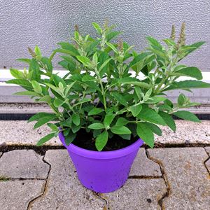 Afbeelding van Vp Buddleia davidii P19 Chrysalis Blue