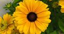 Bild von VP Rudbeckia P19 Golden zen