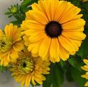 Afbeelding van VP Rudbeckia P19 Takara