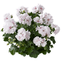 Afbeelding van Geranium Hang P12 Double Royal White